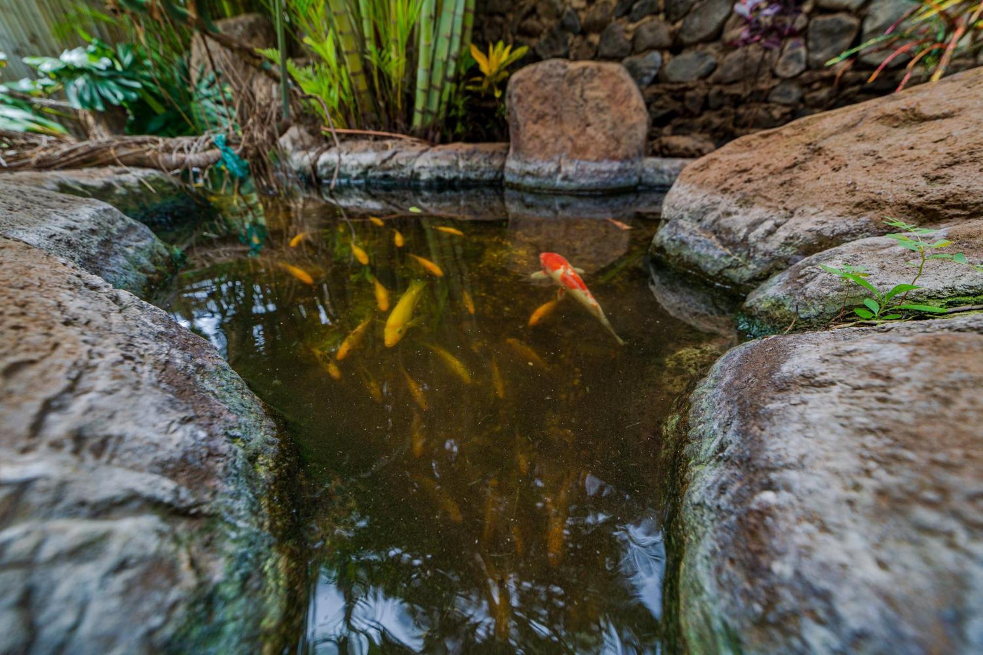 Bamboo Suite, 1 Bedroom, Sleeps 4, Pool & Bbq, Pre-Renovation Summer Sale קיהיי מראה חיצוני תמונה